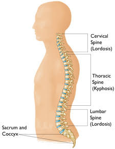 The S shape of the spine