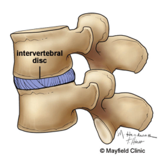 The spine has 33 individual bones