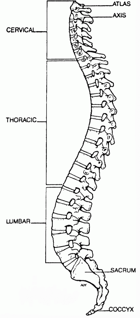 Spine Sections