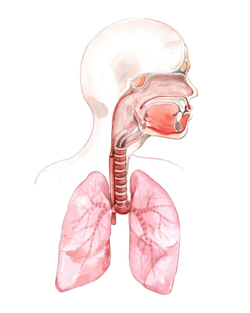 Muscles Involved in the Respiratory System